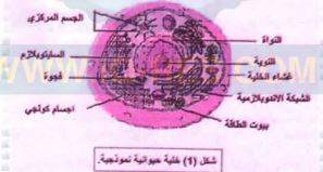 خلية حيوانية